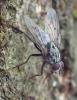 Phaonia sp.